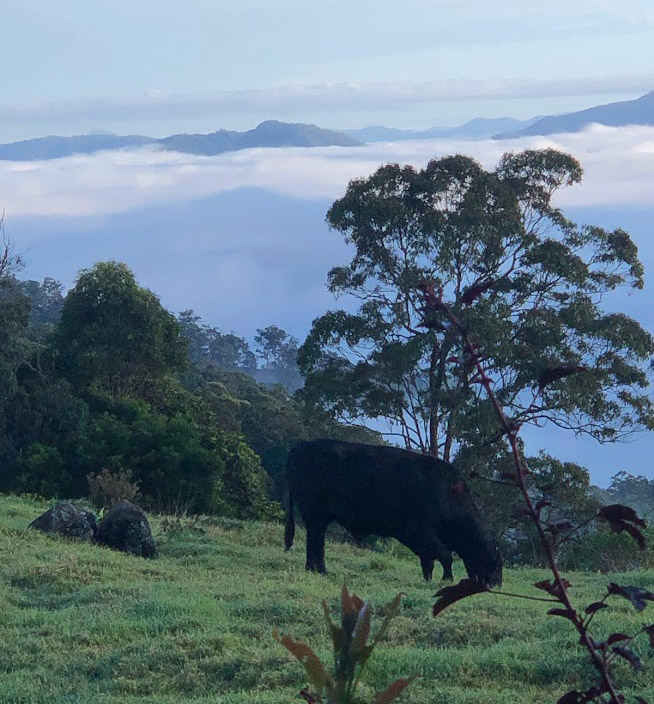 Green Mist Filled Valleys