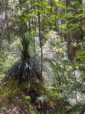 Magnificent Grass Trees at Barron Lake spillway