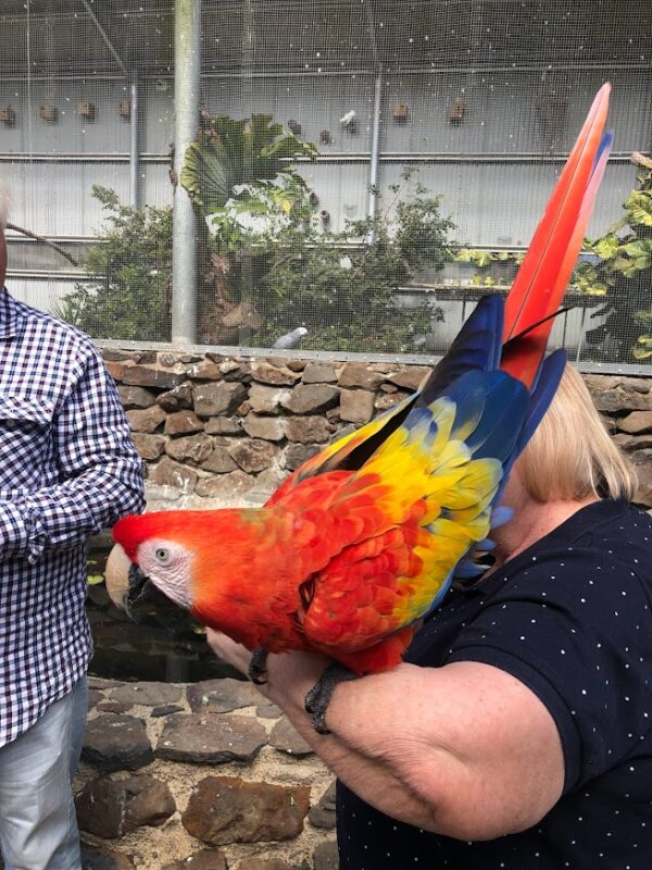 Adult Scarlet Macaw 