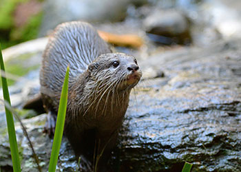 Visit the playful Otters at Australia Zoo