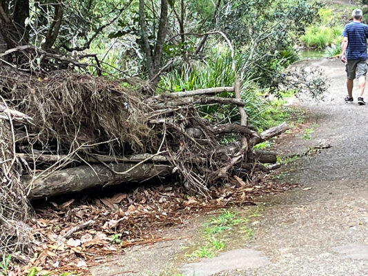 Obi Obi Creek floods during heavy rain