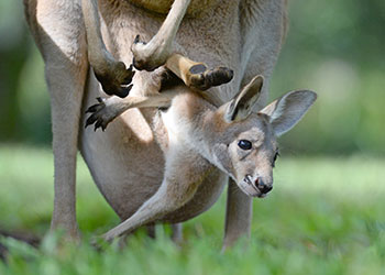 Red Kangaroo