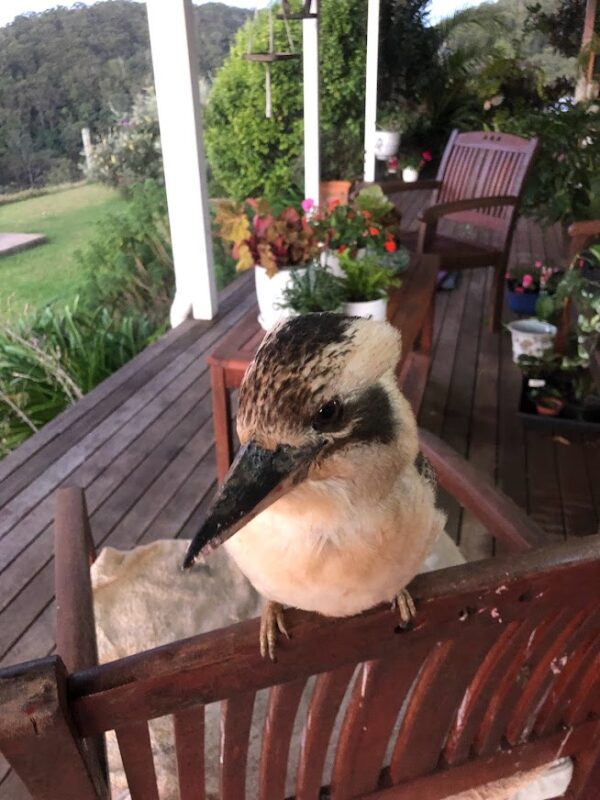 Maleny Accommodation in Cabins & Cottages