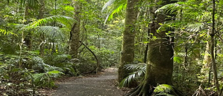 Mary Cairncross Reserve Tour