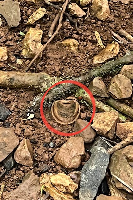 Trap Door Spider Burrow in Mary Cairncross Reserve