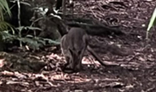 Red Legged Pademelon