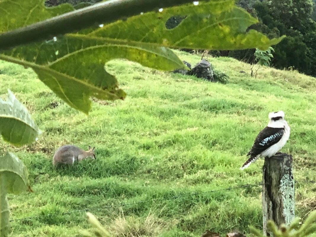 Maleny weather produces lush Vegetation 