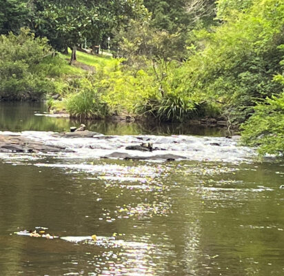 Walk beside Obi Obi Creek to Gardners Falls
